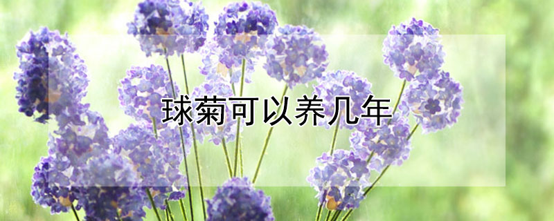 球菊可以养几年(球菊室内可以养吗)