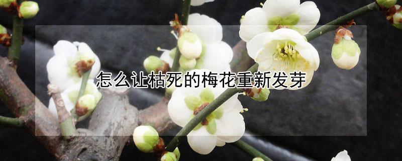 怎么让枯死的梅花重新发芽(梅花树枝干枯还能再发芽吗)