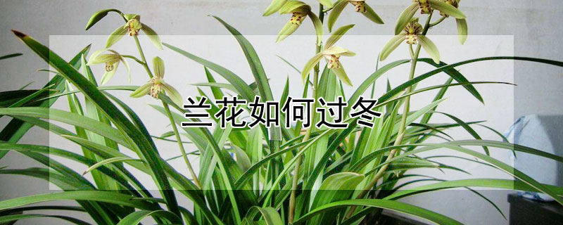 兰花如何过冬（兰花怎样过冬天）