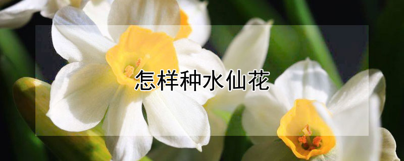怎样种水仙花(怎样种水仙花水仙花花瓣怎么拉拉杆怎么拉)