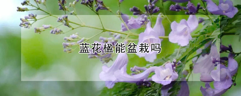 蓝花楹能盆栽吗（蓝花楹可以种花盆里吗）
