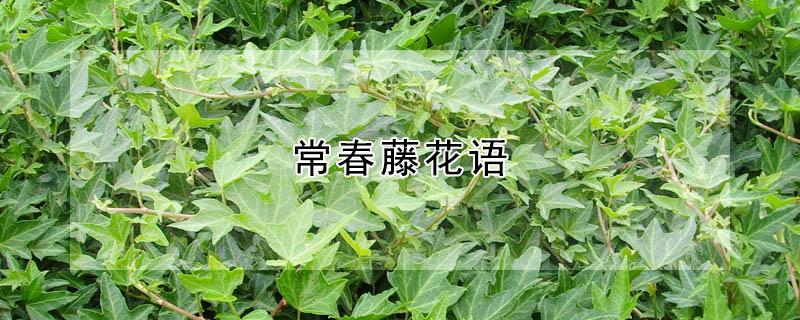 常春藤花语 常春藤花语故事