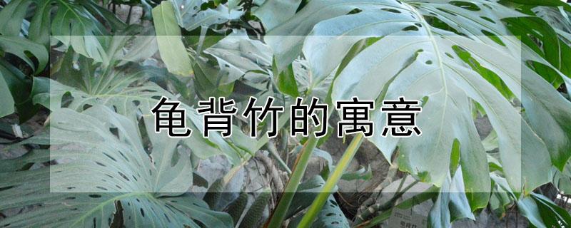 龟背竹的寓意 仙洞龟背竹的寓意
