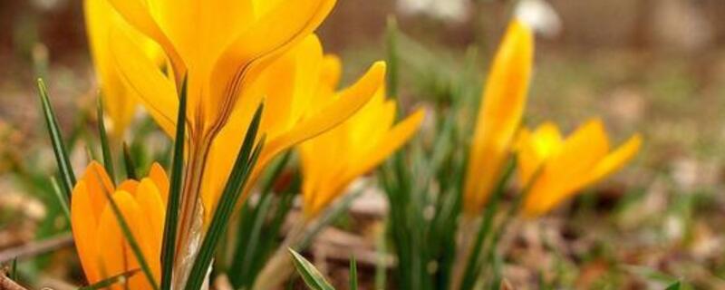 番红花花语 番红花花语是什么