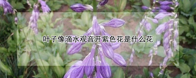 叶子像滴水观音开紫色花是什么花 叶子像滴水观音的一种花是什么