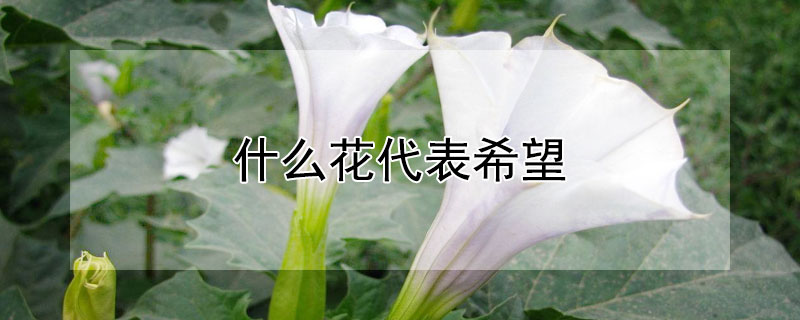 什么花代表希望（什么花代表希望与未来）
