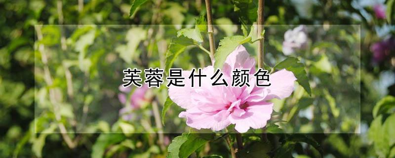 芙蓉是什么颜色（芙蓉是什么颜色的图片）