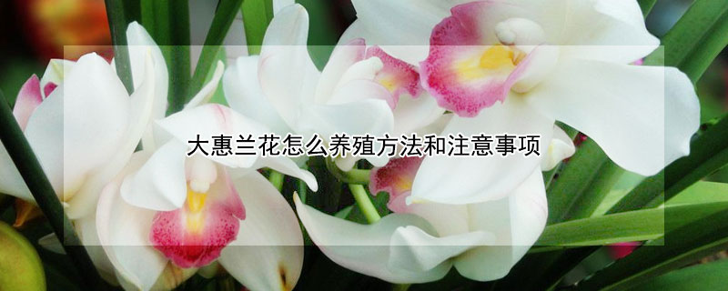 大惠兰花怎么养殖方法和注意事项（大惠兰花怎么种植）