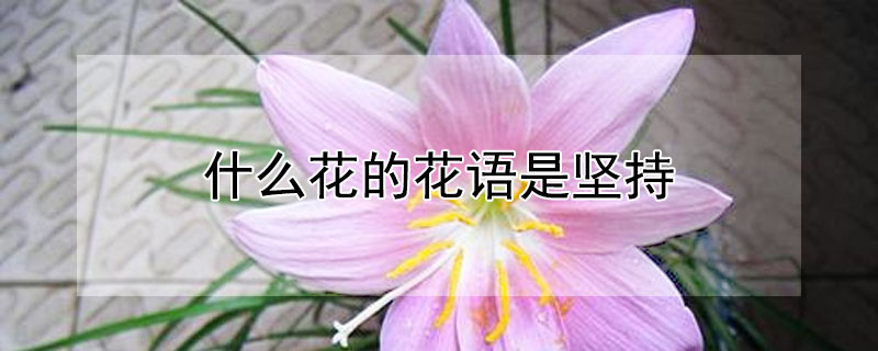 什么花的花语是坚持（什么花的花语是坚持梦想）