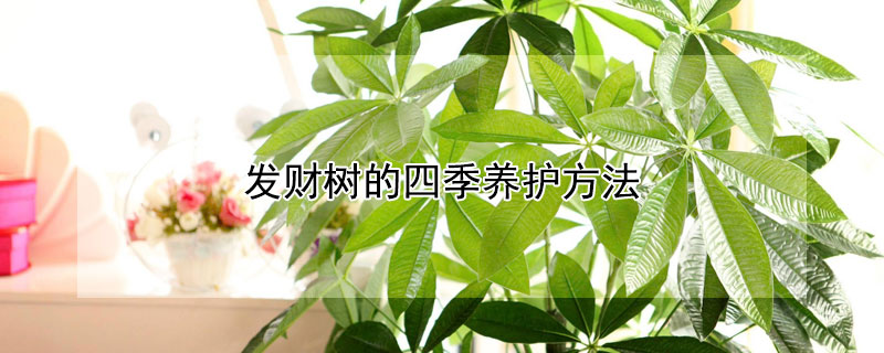 发财树的四季养护方法（发财树夏季养护）