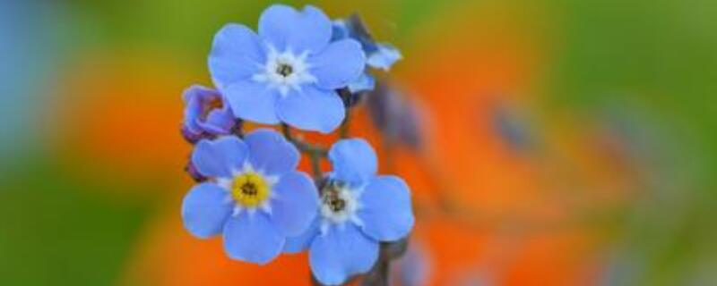 勿忘我花语是什么（紫色的勿忘我花语是什么）
