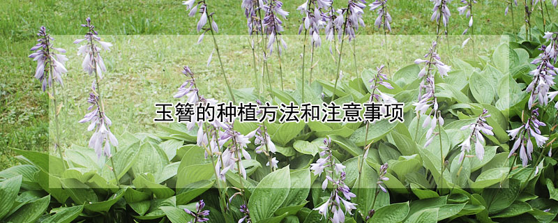 玉簪的种植方法和注意事项 玉簪栽培要点