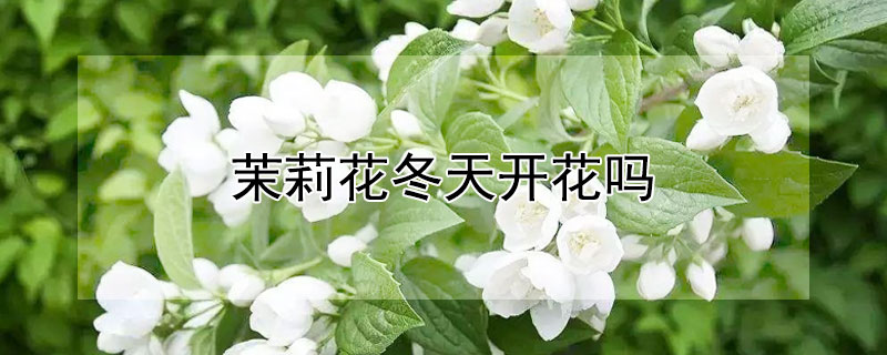 茉莉花冬天开花吗（茉莉花冬天开花吗看图片）