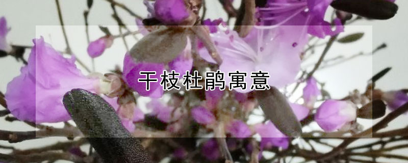 干枝杜鹃寓意（干枝杜鹃的花语是什么）