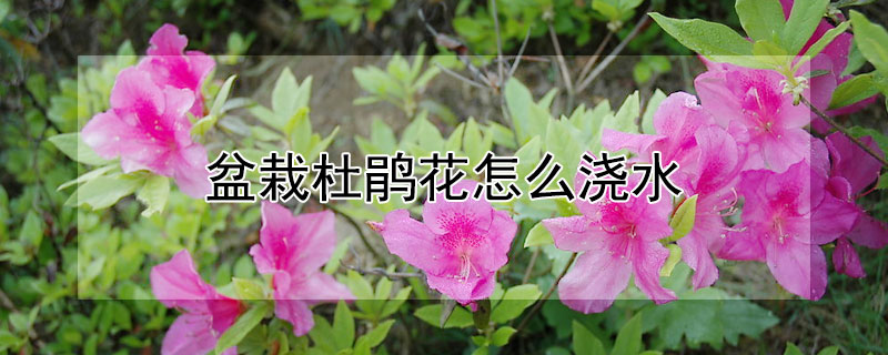 盆栽杜鹃花怎么浇水（杜鹃花移栽后怎么浇水）