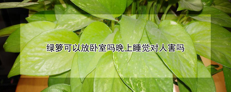绿箩可以放卧室吗晚上睡觉对人害吗 绿萝放卧室会影响睡眠吗