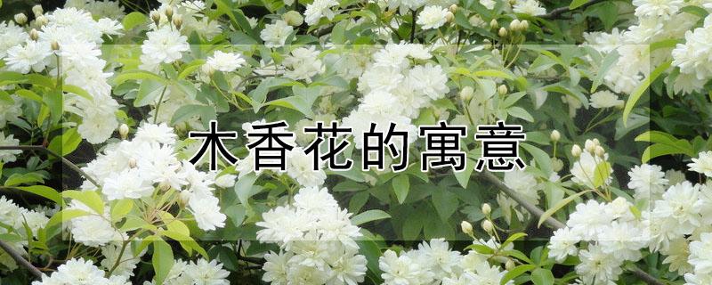 木香花的寓意 木香花象征
