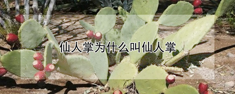 仙人掌为什么叫仙人掌 仙人掌为什么叫仙人掌100字