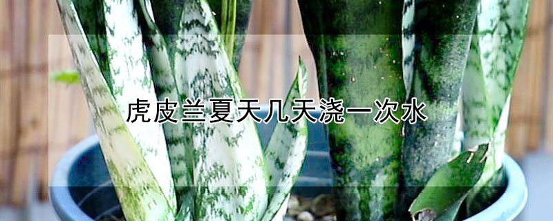 虎皮兰夏天几天浇一次水 虎皮兰怎么浇水,夏天一天浇几次水