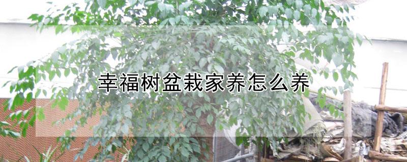 幸福树盆栽家养怎么养（养花幸福树怎样养）