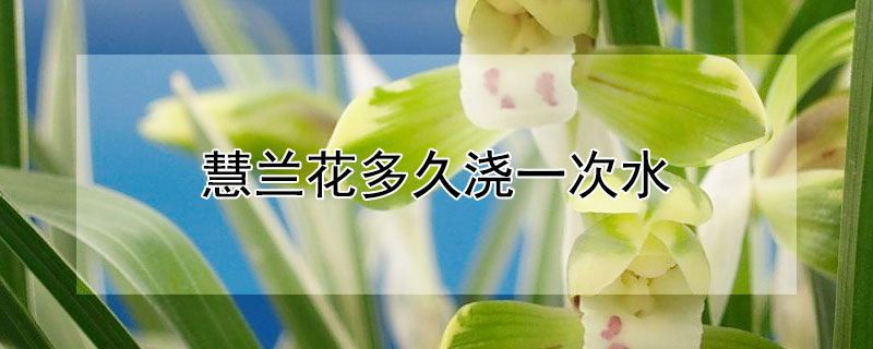 慧兰花多久浇一次水(蕙兰花期怎么浇水)