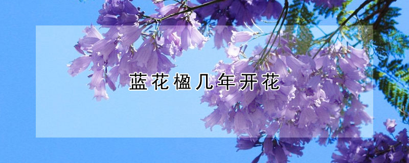 蓝花楹几年开花 蓝楹花多久开花