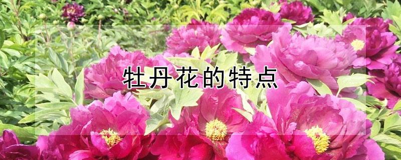 牡丹花的特点 金阁牡丹花的特点