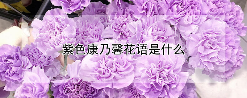 紫色康乃馨花语是什么（淡紫色康乃馨花语）