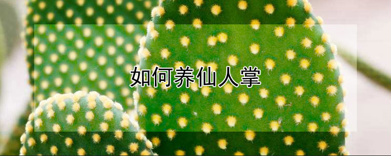 如何养仙人掌 如何养仙人掌才能开花