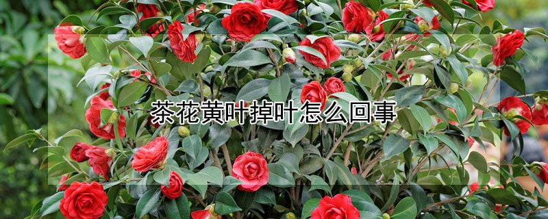 茶花黄叶掉叶怎么回事 茶花叶子发黄掉叶