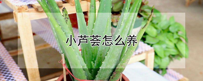小芦荟怎么养（小芦荟怎么养暴盆）