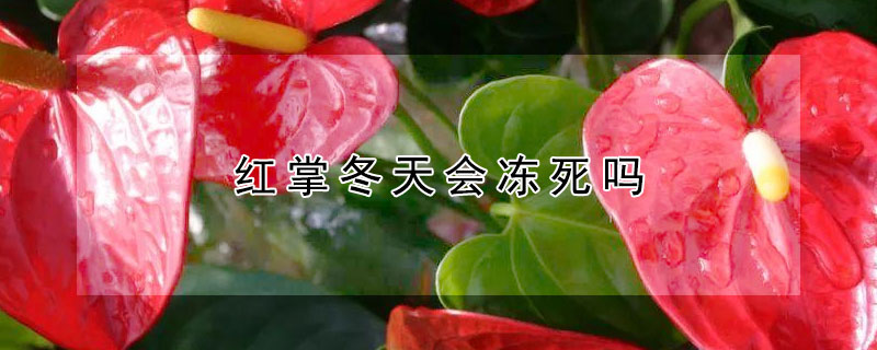 红掌冬天会冻死吗（红掌过冬冻死能发吗）