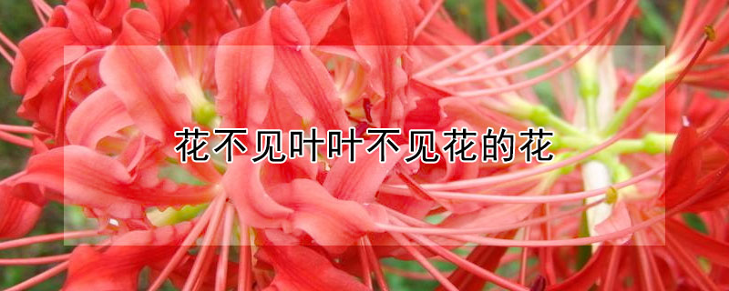 花不见叶叶不见花的花（花不见叶叶不见花的花是什么花卉）