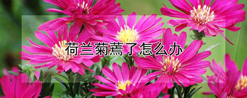 荷兰菊蔫了怎么办（荷兰菊开败后怎么处理）