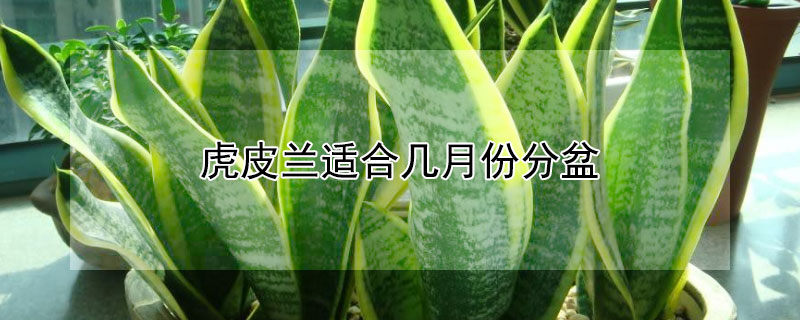 虎皮兰适合几月份分盆（虎皮兰花什么时间分盆）