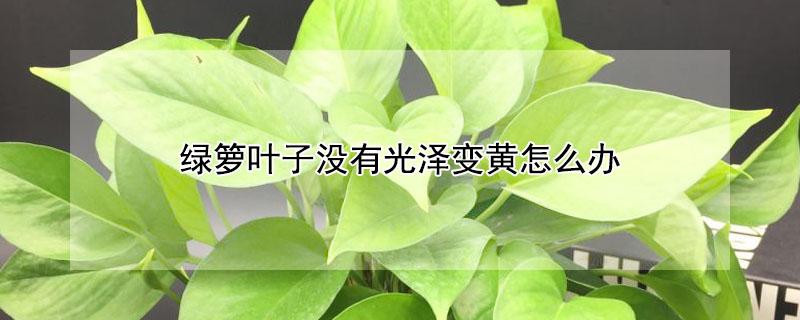 绿箩叶子没有光泽变黄怎么办（绿萝叶子发黄怎么了）