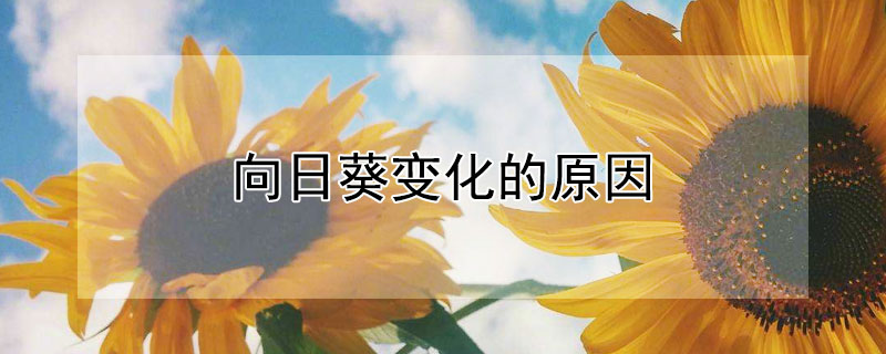 向日葵变化的原因 向日葵变化的原因是什么?太阳葵为什么面向太阳