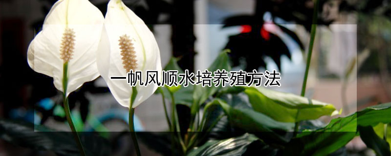 一帆风顺水培养殖方法 一帆风顺水培养殖方法和注意事项