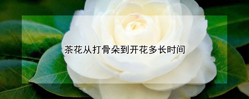 茶花从打骨朵到开花多长时间 茶花打骨朵儿了不开花怎么办