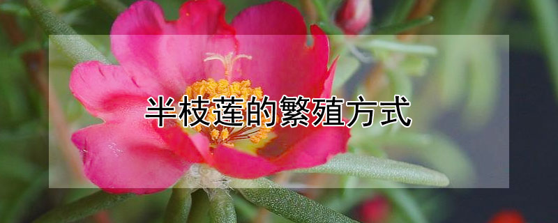 半枝莲的繁殖方式(半边莲的繁殖方式)