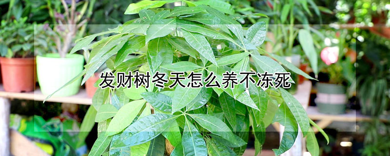 发财树冬天怎么养不冻死 发财树冬天容易冻死吗