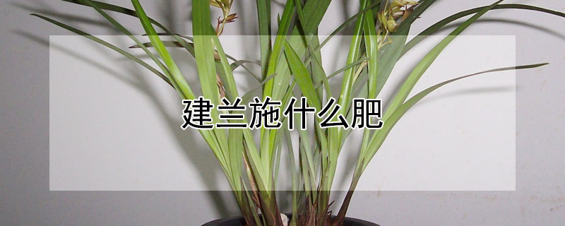 建兰施什么肥（建兰施肥用什么肥料）