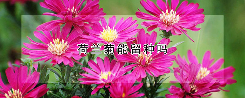 荷兰菊能留种吗 荷兰菊的种植方法和忌讳
