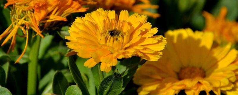 小皱菊的花语 小雏菊的花语代表