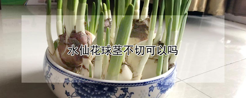 水仙花球茎不切可以吗（水仙花球茎要不要切）