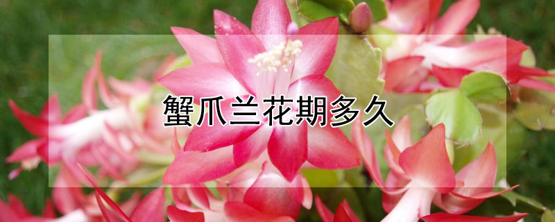 蟹爪兰花期多久（蟹爪兰花期多久浇水）