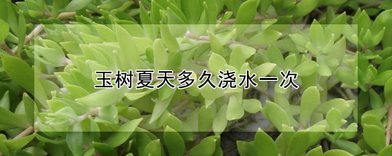 玉树夏天多久浇水一次（玉树几天浇水）