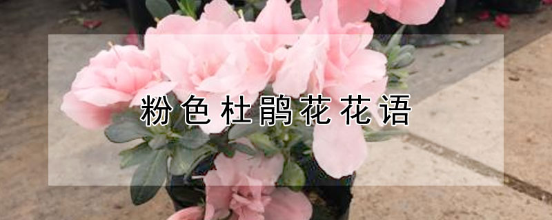 粉色杜鹃花花语 粉色杜鹃花花语是什么