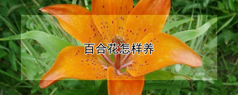 百合花怎样养 百合花怎样养护