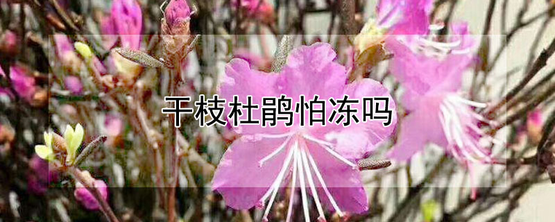 干枝杜鹃怕冻吗 盆栽杜鹃花怕冻吗